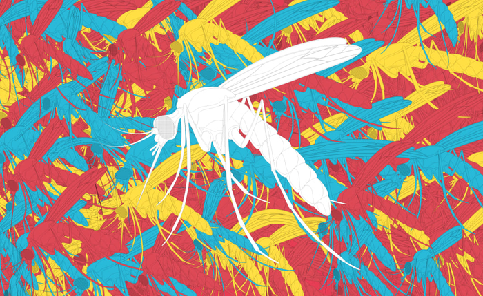 Bang Florida ở Mỹ chuẩn bị thả 750 triệu con muỗi biến đổi gen ra ngoài tự nhiên để tiêu diệt muỗi mang bệnh