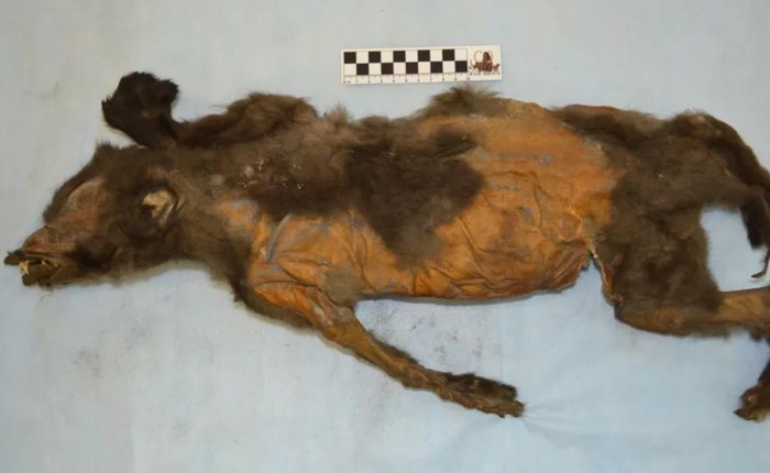 Phát hiện thịt của tê giác lông mượt trong bụng của xác ướp chú chó 14.000 năm tuổi