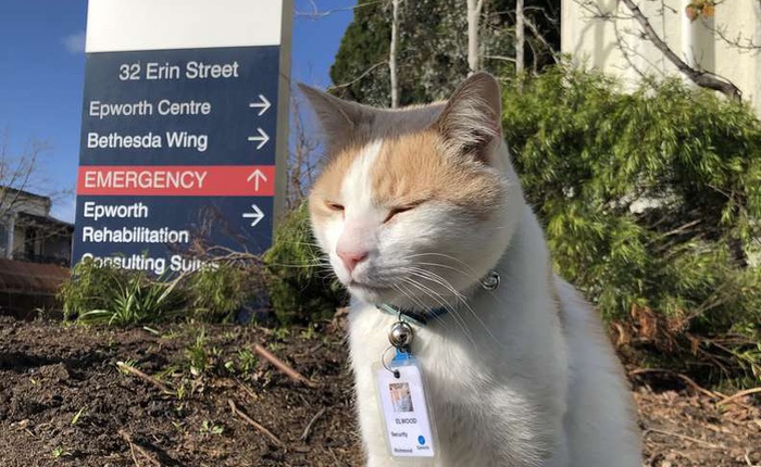 Chú mèo hoang được tuyển vào làm nhân viên chính thức sau 1 thời gian “mặt dày” lang thang trong khuôn viên bệnh viện