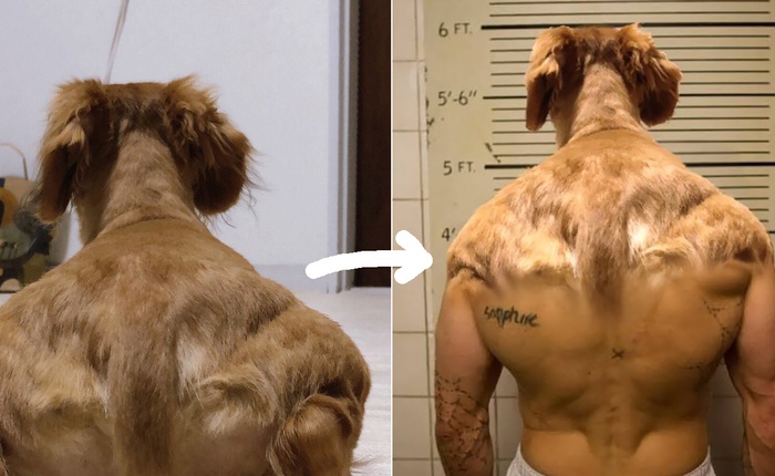 Internet thích thú với bức ảnh chụp chú chó từ đằng sau, trông như 1 anh thanh niên vai u bắp thịt vạm vỡ