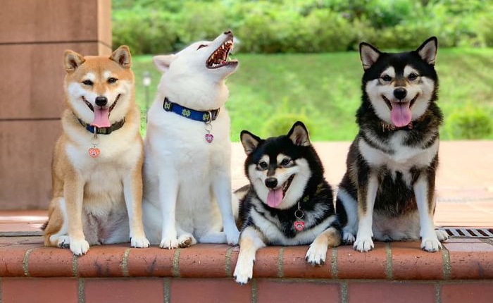Con chó Shiba Inu nổi tiếng cộng đồng vì chuyên phá hỏng các bức ảnh chụp nhóm