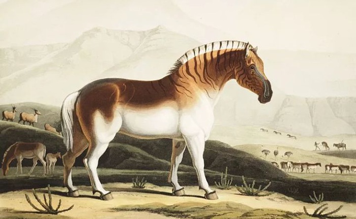 Đã tuyệt chủng một thế kỷ, liệu loài ngựa vằn "tàn lụi" này có thể thực sự sống lại?