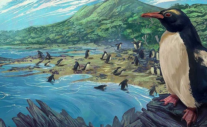 Chim cánh cụt cổ đại cao bằng người từng sống ở lục địa 'mất tích' thứ 8 của Trái Đất