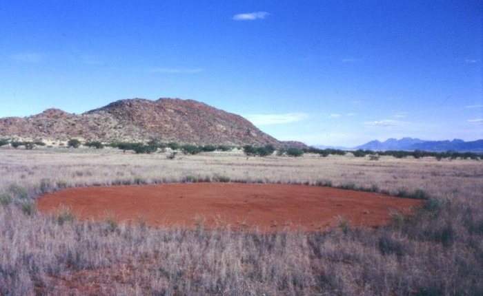 Bí ẩn về những "vòng tròn cổ tích" tại Namibia