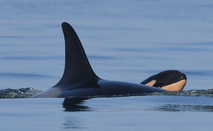 Chú cá voi sát thủ từng ôm xác con đi khắp đại dương trong suốt 17 ngày vừa đón nhận tin vui