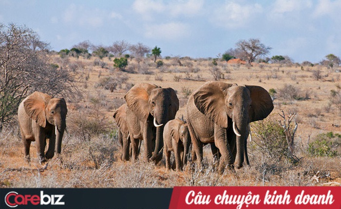 13 năm, có hơn 9.500 con tê giác, 35.000 con voi và 100.000 tê tê bị giết, USAID kêu gọi: Ngưng tạo nghiệp! Tích thiện chung tay hồi sinh sự sống cho voi, tê tê