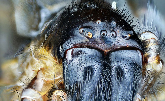 Tại sao nhiều người lại mắc chứng sợ nhện và liệu có thể chữa được nỗi sợ này không?