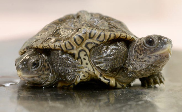 Một con rùa hai đầu quý hiếm vừa được tìm thấy ở Mỹ