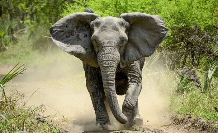 Nhiều cá thể voi không thể mọc ngà do nạn săn trộm