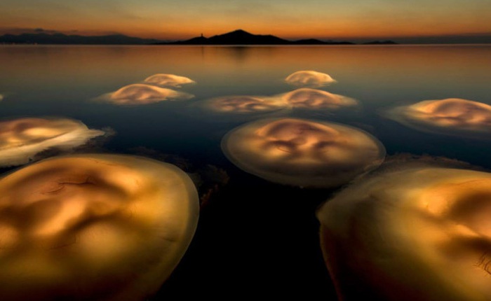 Bức ảnh chụp những con sứa nhìn giống người ngoài hành tinh đạt giải Nhiếp ảnh hoang dã 2021