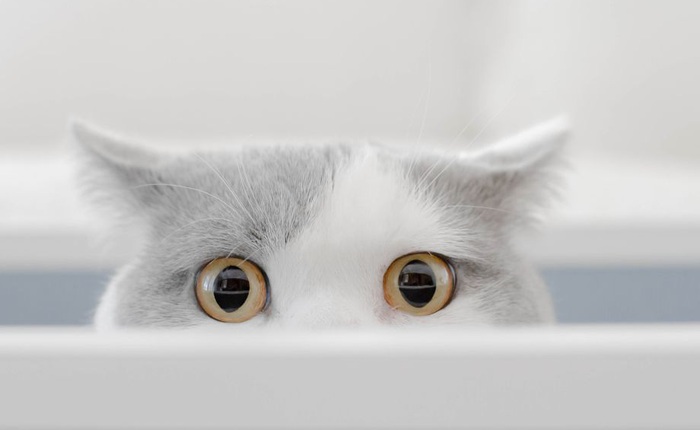Loài mèo không vô tâm với chủ như bạn tưởng, chúng có thể nhận biết bạn ở đâu dù không nhìn thấy