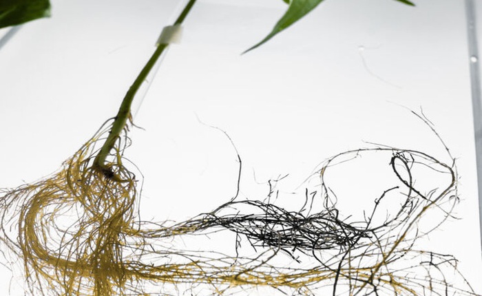 Đột phá: thực vật với bộ rễ lưu trữ được năng lượng điện, làm cơ sở phát triển "cây lai máy" trong tương lai