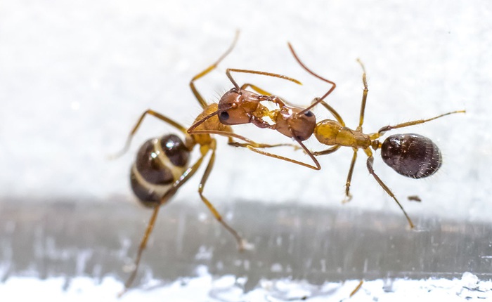 Những con kiến có hai dạ dày, một để ăn một chỉ dùng để hôn