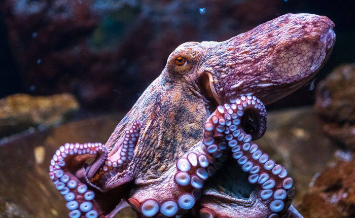 Anh: công bố dự luật bảo vệ những loài như bạch tuộc và tôm hùm, giúp chúng khỏi đau đớn trước khi bị nấu