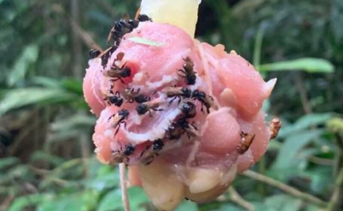 “Ong kền kền” tiến hóa để ăn được thịt, thậm chí có cả khuẩn ruột giúp tiêu hóa thức ăn