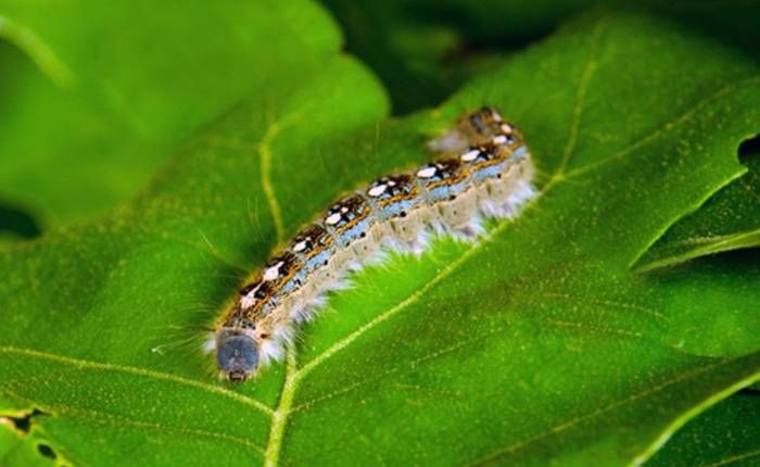 Ngay cả những con sâu bướm nhỏ và ham ăn cũng tác động lớn đến lượng phát thải carbon trên toàn cầu