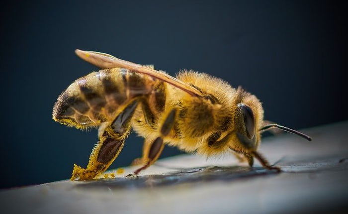 Ong kền kền, loài ong kỳ lạ chuyên ăn thịt những vẫn có thể sản xuất ra mật ngọt