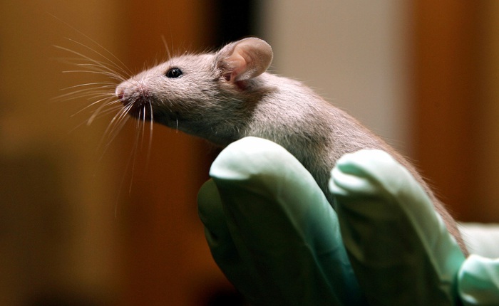 Chuột thí nghiệm nhiễm COVID-19 cắn nhà khoa học Đài Loan, nguy cơ gây rò rỉ mầm bệnh
