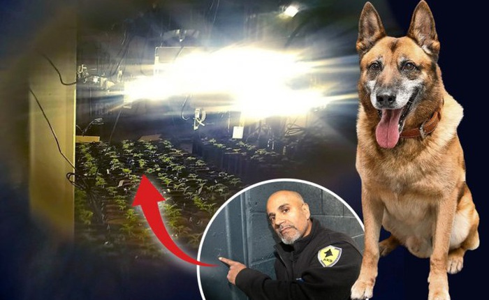Chó Rambo đánh hơi qua lỗ nhỏ trên tường giúp cảnh sát phát hiện đồn điền cần sa trị giá 1 triệu bảng Anh