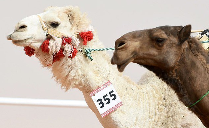 Ả Rập Xê Út: Hơn 40 con lạc đà bị cấm tham gia cuộc thi sắc đẹp vì bơm môi botox