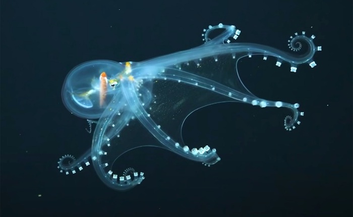 10 sinh vật kỳ lạ được tìm thấy dưới đáy biển sâu trong năm 2021