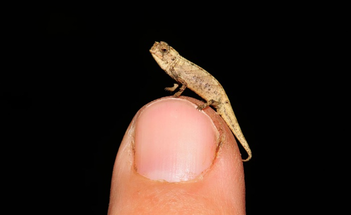 Đây là loài tắc kè hoa nhỏ nhất thế giới, con dài nhất chỉ bằng một đốt ngón tay của người trưởng thành