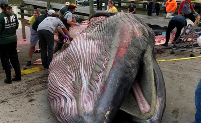 Xác cá khổng lồ gần 30 tấn dạt vào bờ biển: Chuyên gia phát hiện 2 điều bất thường