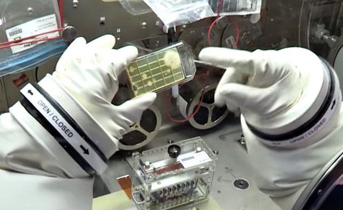 Các nhà khoa học phát hiện 3 chủng vi khuẩn chưa từng thấy trên Trạm Vũ trụ Quốc tế ISS