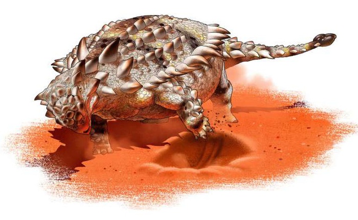 Giáp long đuôi chùy - Ankylosaurid có thể là một loài ưa thích đào bới