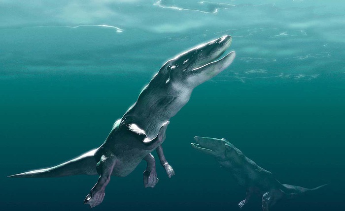50 triệu năm trước, cá voi có 4 chân và di chuyển trên cạn giống như hươu