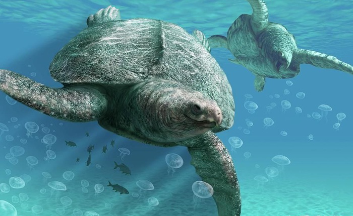 Phát hiện loài rùa biển cổ đại còn to lớn hơn cả một cái ô tô