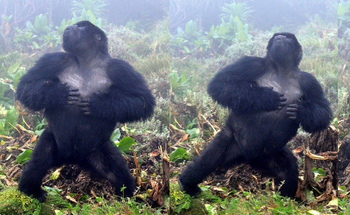 Sau 500 lần quan sát khỉ đột đập ngực, các nhà khoa học tìm ra câu trả lời tại sao chúng lại thường xuyên làm vậy