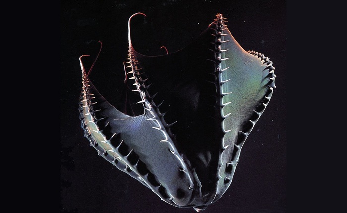Vampyroteuthis infernalis: Loài "ma cà rồng" dưới đáy biển sâu