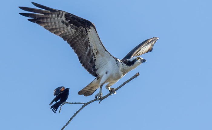 Nhiếp ảnh gia chụp được khoảnh khắc khó tin: Một con chim như đang "quá giang" trên nhành cây mà một con chim khác đang mang đi