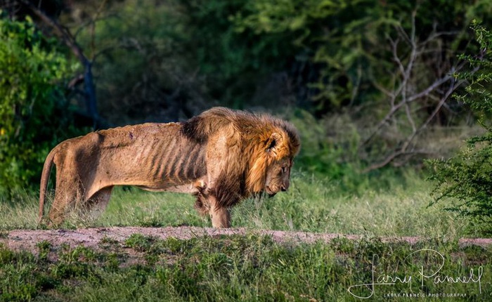 Chùm ảnh: khoảnh khắc cuối đời của vua sư tử Skar từng ngự trị đồng cỏ Nam Phi