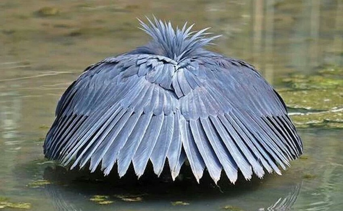 Loài chim biến mình thành một chiếc ô, dụ con mồi lao về phía cái chết để tìm kiếm sự an toàn