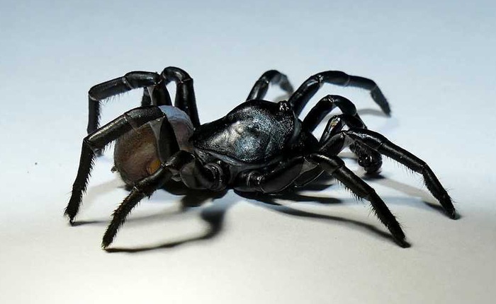 Phát hiện loài nhện độc bí ẩn ở Florida