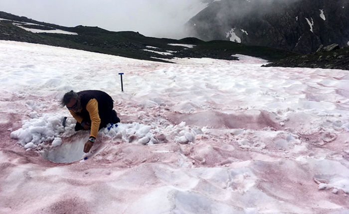 "Chảy máu sông băng" - hiện tượng đáng báo động đằng sau việc xuất hiện tuyết đỏ trên dãy Alps