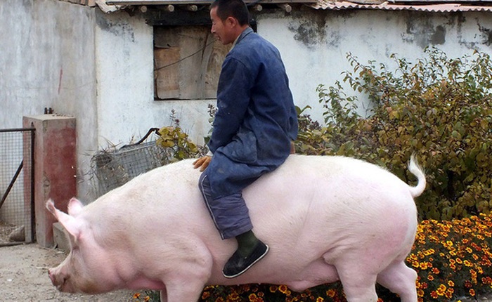 Lợn khổng lồ to bằng cả 1 con hà mã khiến giá thịt heo ở Trung Quốc lao dốc không phanh