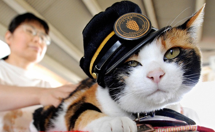 Chỉ nhờ một cô mèo hoang, công ty Nhật Bản lãi to 280 tỷ, thoát khỏi cảnh phá sản trong gang tấc