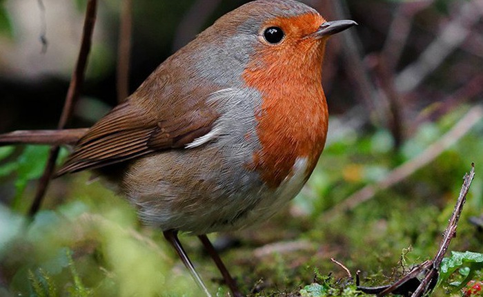 Giác quan “lượng tử” lần đầu tiên được tìm thấy ở một loài chim di cư, giúp chúng tìm đường mà không cần la bàn
