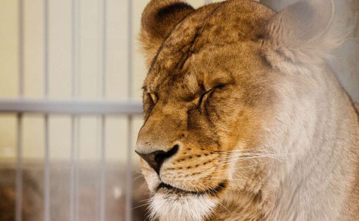 Sư tử Ấn Độ đột nhiên lăn ra chết, kết quả xét nghiệm khiến người ta phải đau lòng