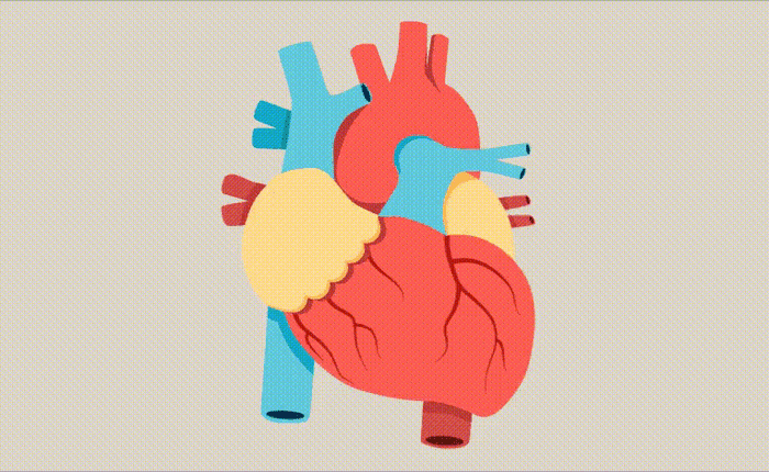 Dù cơ thể bạn thừa hay thiếu cân, màng mỡ bọc tim quá dày sẽ luôn tổn hại tới sức khỏe. Đây là cách giúp bạn cải thiện sức khỏe tim mạch