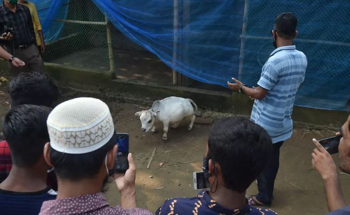 Bất chấp Covid-19 đang bùng phát, dân Bangladesh đổ xô đi chụp ảnh selfie với con bò nhỏ nhất thế giới
