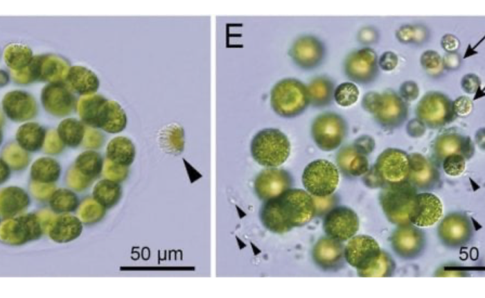 Phát hiện mới: tảo cũng có thể mang giới tính thứ ba
