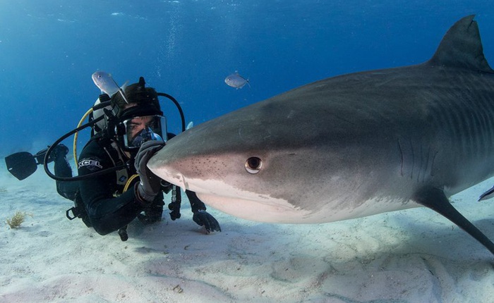 Kẻ săn mồi trở thành con mồi: Hàng trăm triệu con cá mập đối mặt với các chuyến đi săn đẫm máu của con người mỗi năm