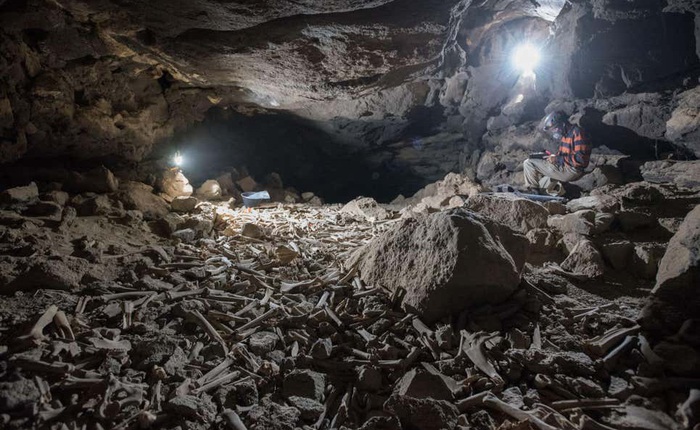 Phát hiện hang động chứa đầy xương được linh cẩu cất giấu trong hàng nghìn năm qua, có cả xương người tiền sử