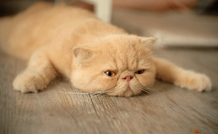 Các nhà khoa học chứng minh được rằng lũ mèo lười biếng là do bản năng, chứ không cần luyện tập