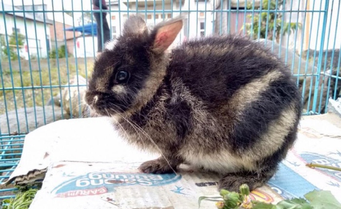 Con thỏ hiếm nhất thế giới được giải cứu sau khi được phát hiện trên Facebook