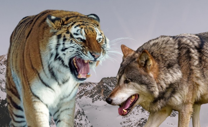 "Một bầy sói có thể hạ gục được một con hổ", vậy chó sói có phải là thiên địch của hổ không?
